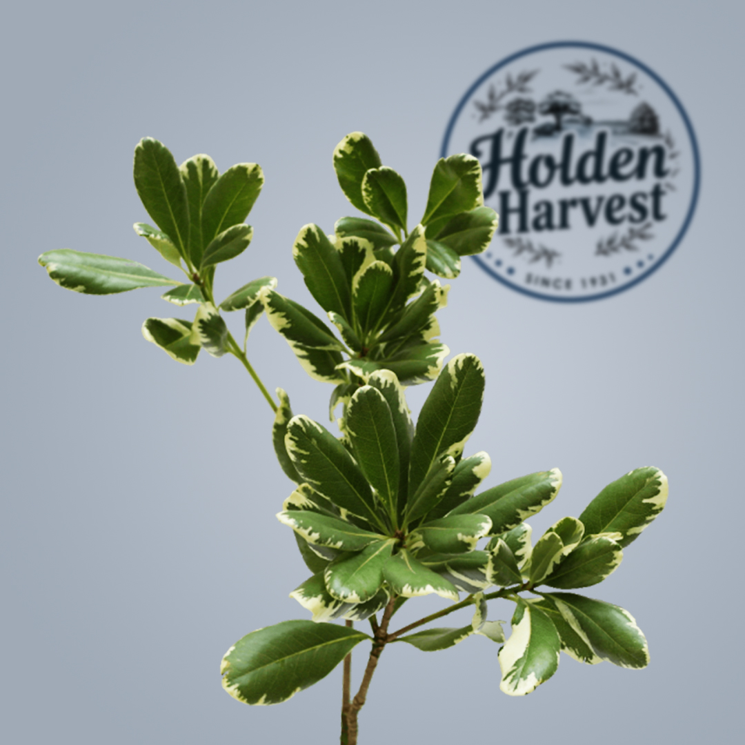 Pittosporum2